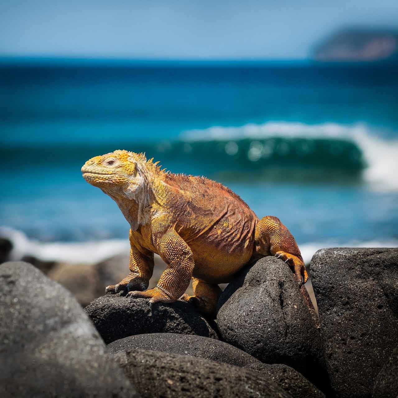 iguane a voir lors dune croisiere galapagos