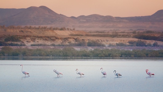 croisiere emirats arabes unis