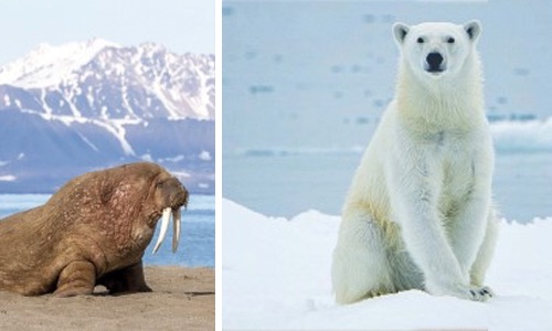 animaux croisiere spiztberg 