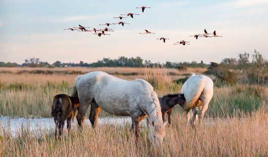 paysage de camargue, a decouvrir lors d’une croisiere rhone et saone