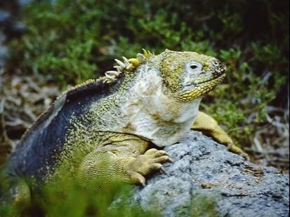 iguane croisiere galapagos