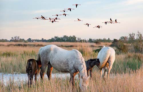 Paysages de la Camargue à découvrir lors d'une croisière France