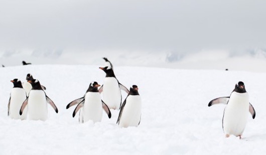 croisiere antarctique manchots