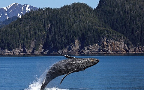 Baleine à bosse en Alaska