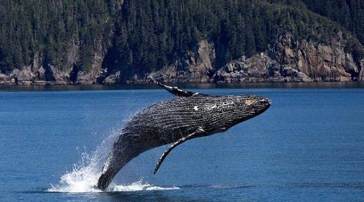 baleine alaska