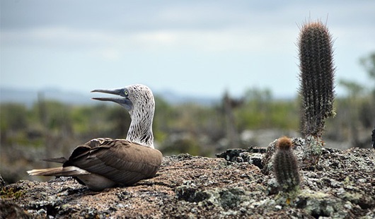 faune et flore des galapagos