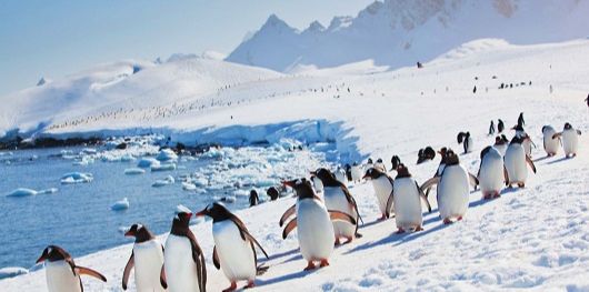 pingouin Antarctique